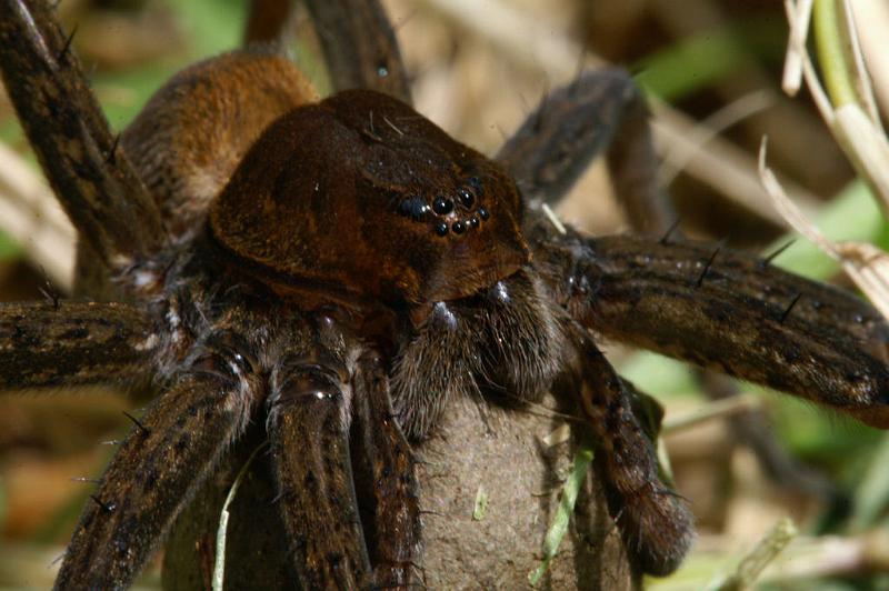 Dolomedes_plantarius_D5138_Z_90_Canal du Nivernais_Frankrijk.jpg